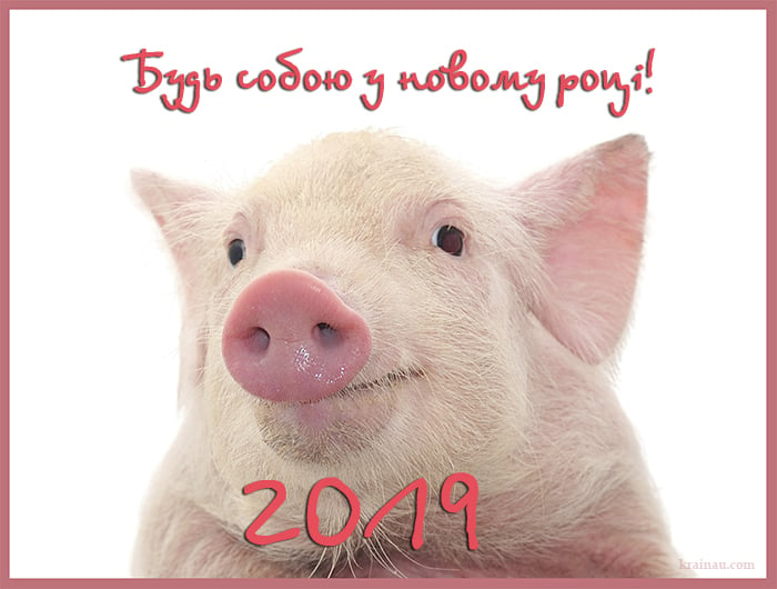 Прикольные Поздравления С Новым Годом Свиньи В Прозе