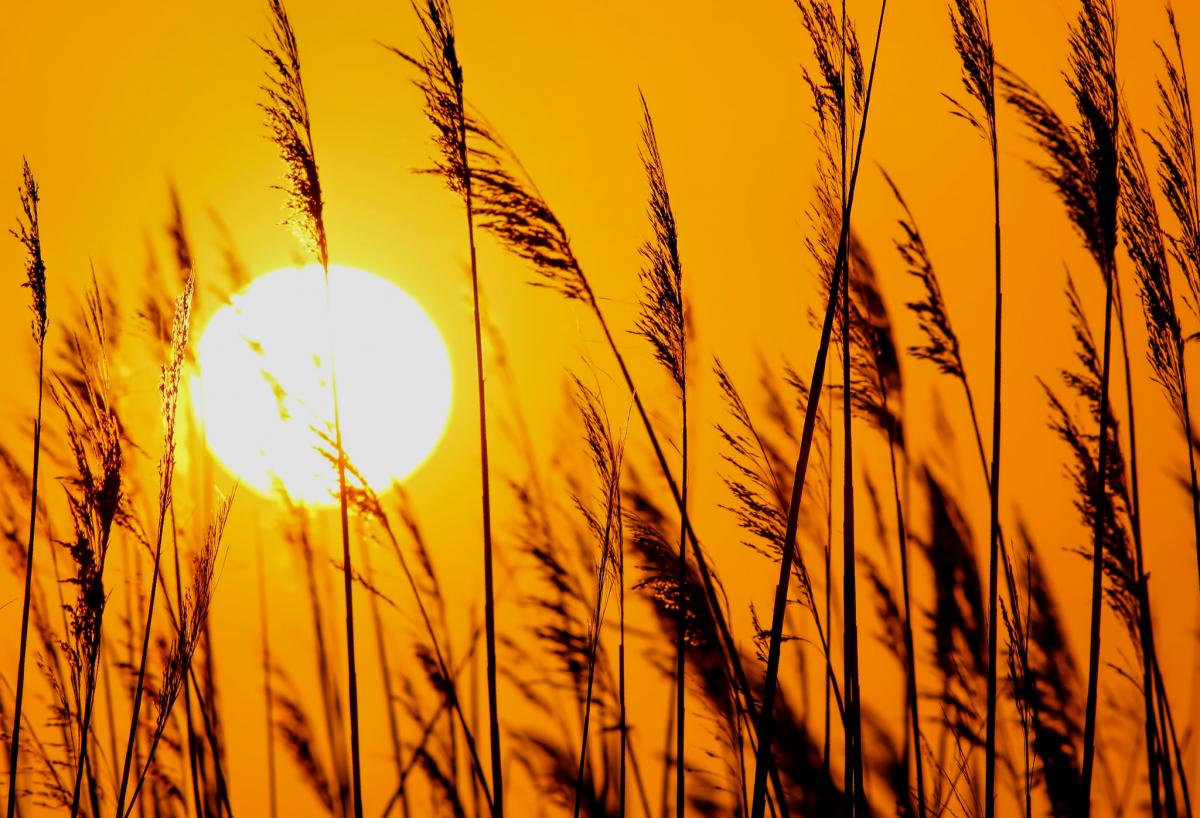 ����: glavred.info