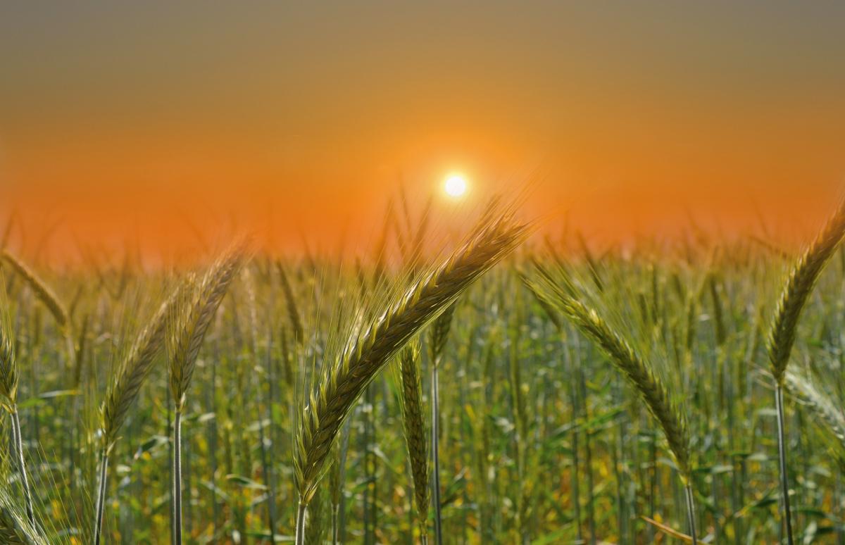  ������� ������� ������� ���� 