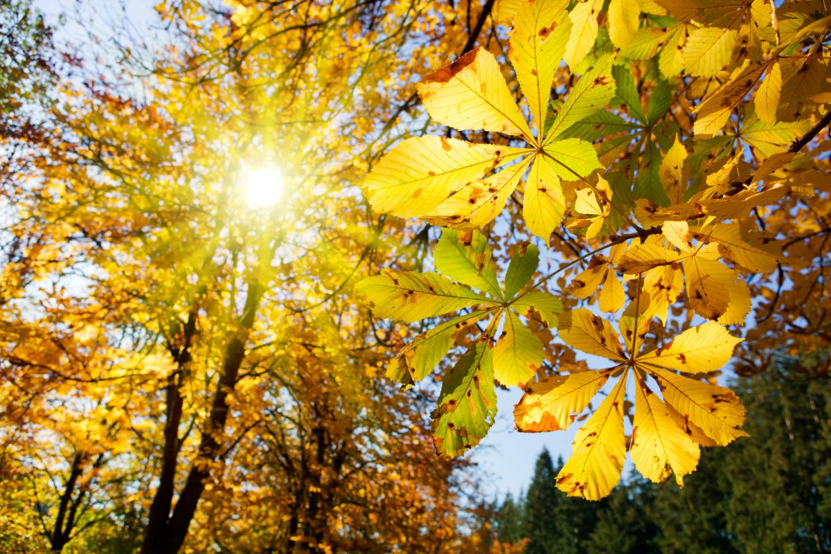  ������������� �������� ���� 