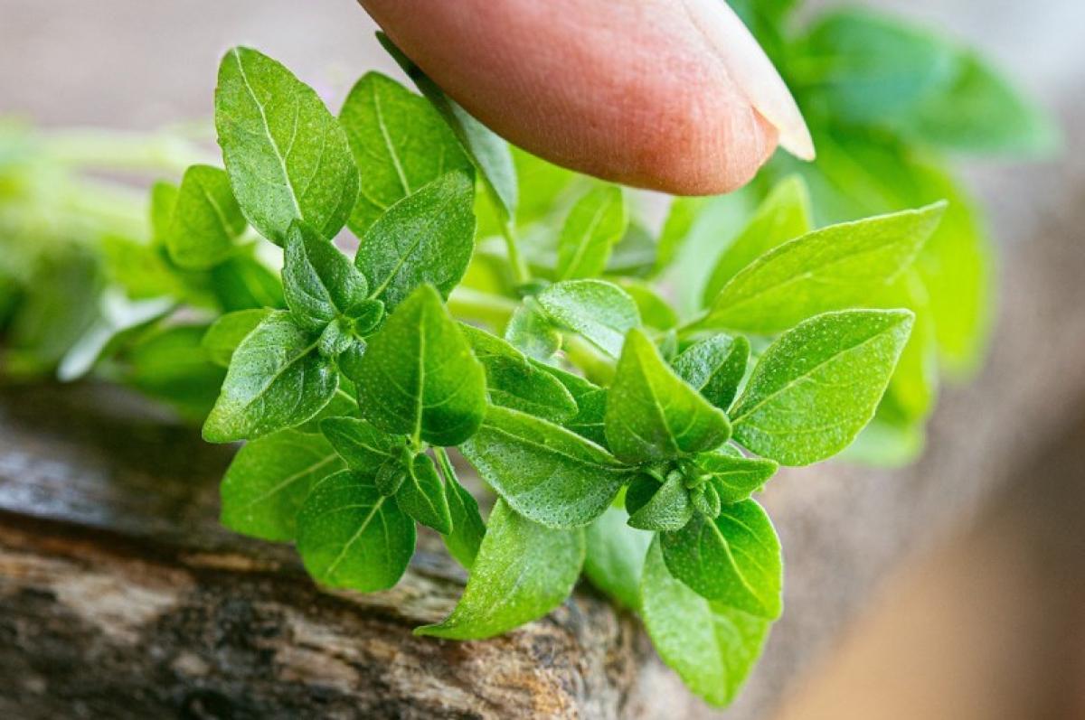  ������ �������� ������� ���������� �������� ������� ����������� 