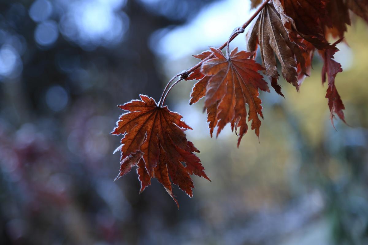  ������� ������ ���� ��������� ������� ���� 