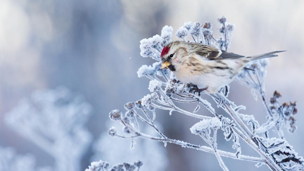  ������� ������� ������� ���� 