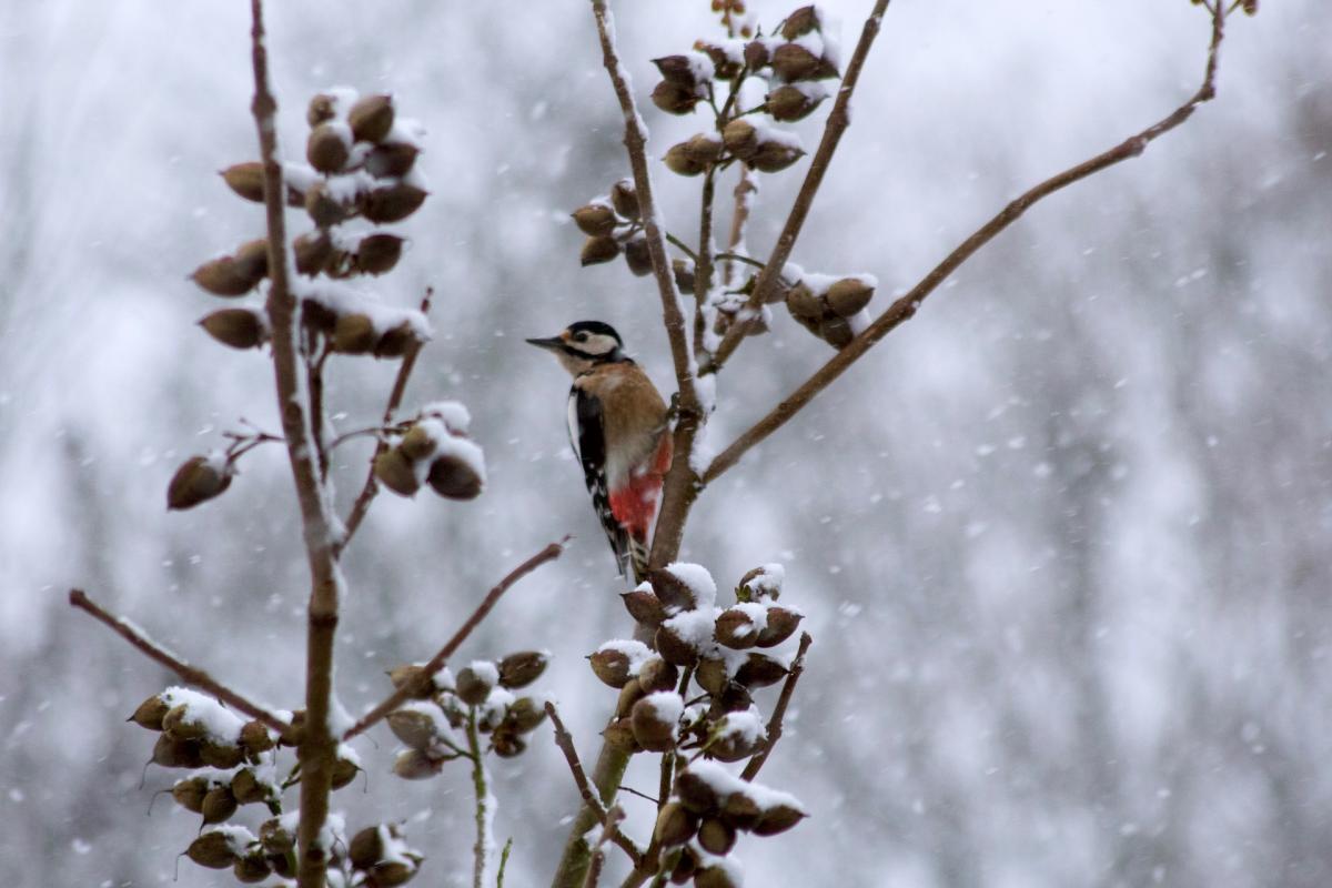  ������� ������� ������� ���� 