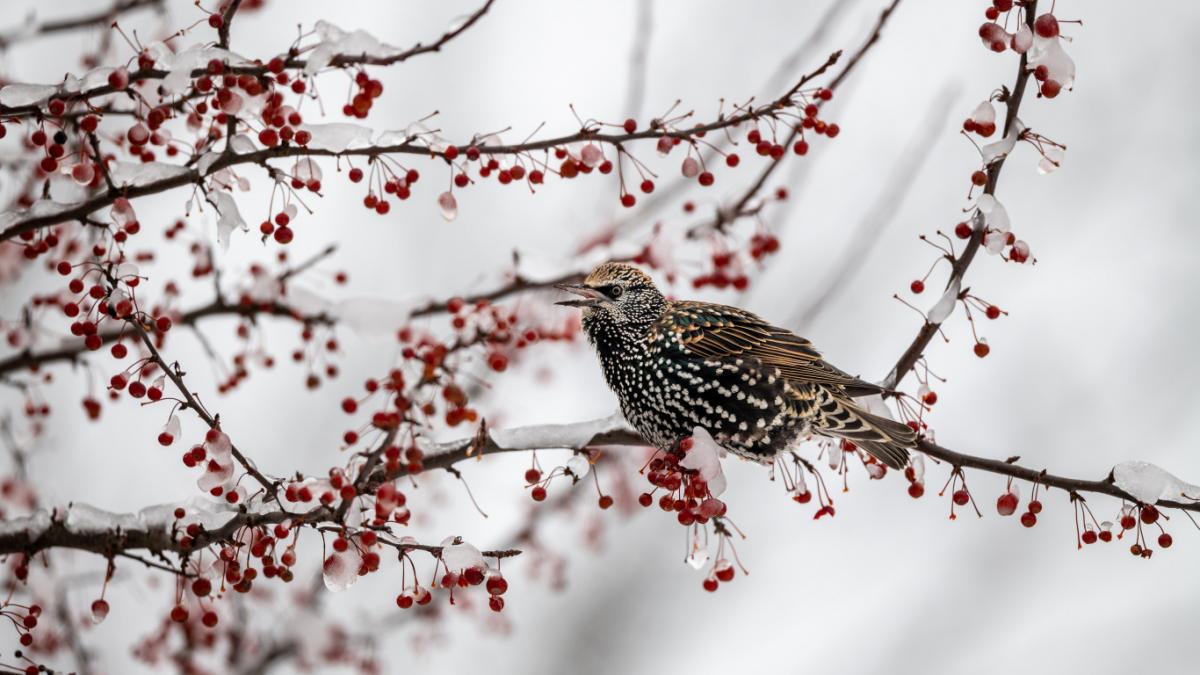  ������� ������ ������� ���� 