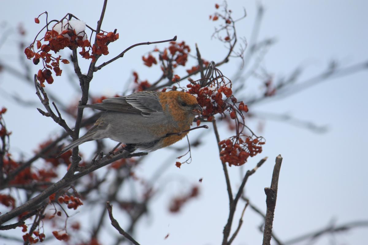 ����: glavred.info