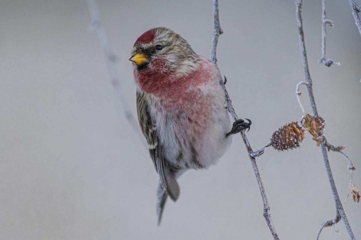  ������� ������ ���� �������� ������� ���� 