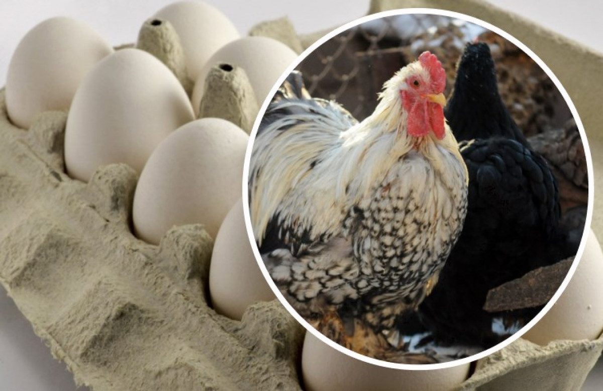  ���� ���� ������� �������� 