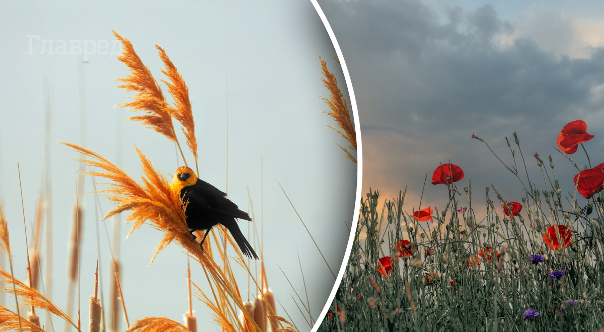  ����� ������ ����������� ����� ������ ������� ����������� ��������� 