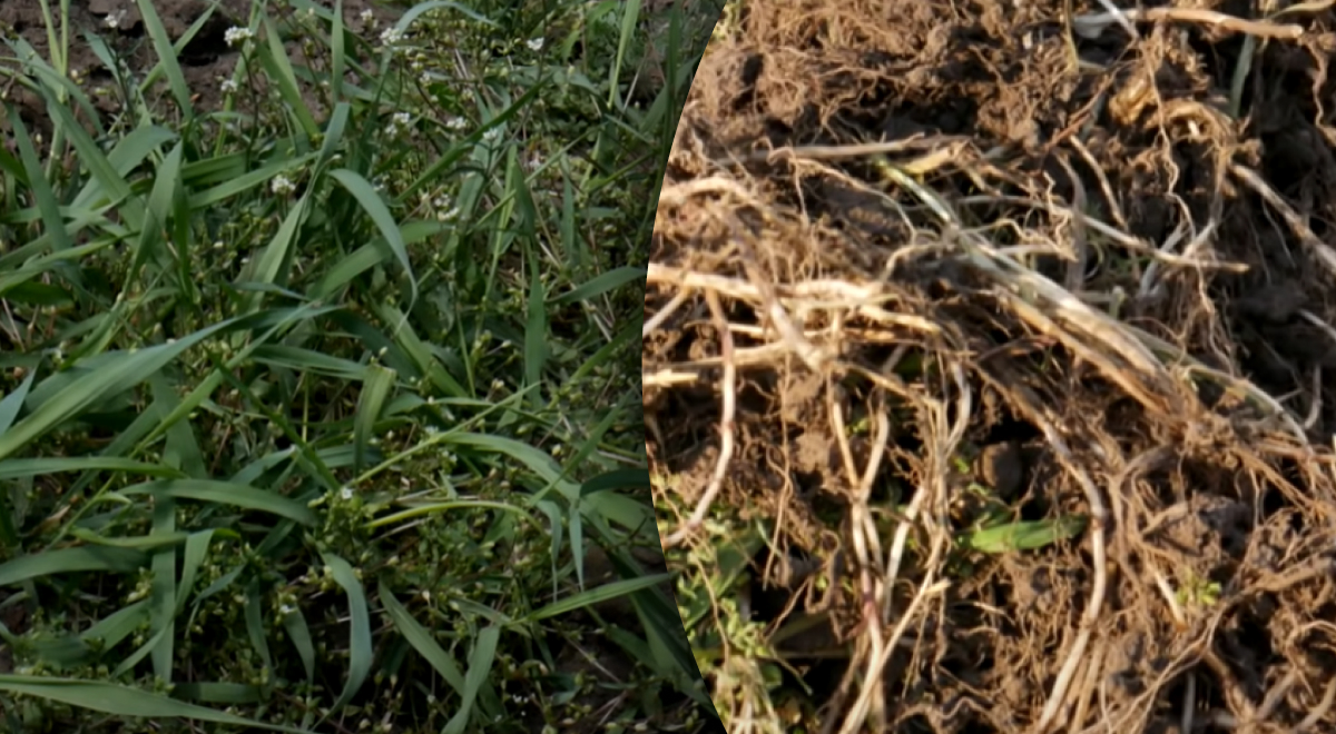 ����: glavred.info