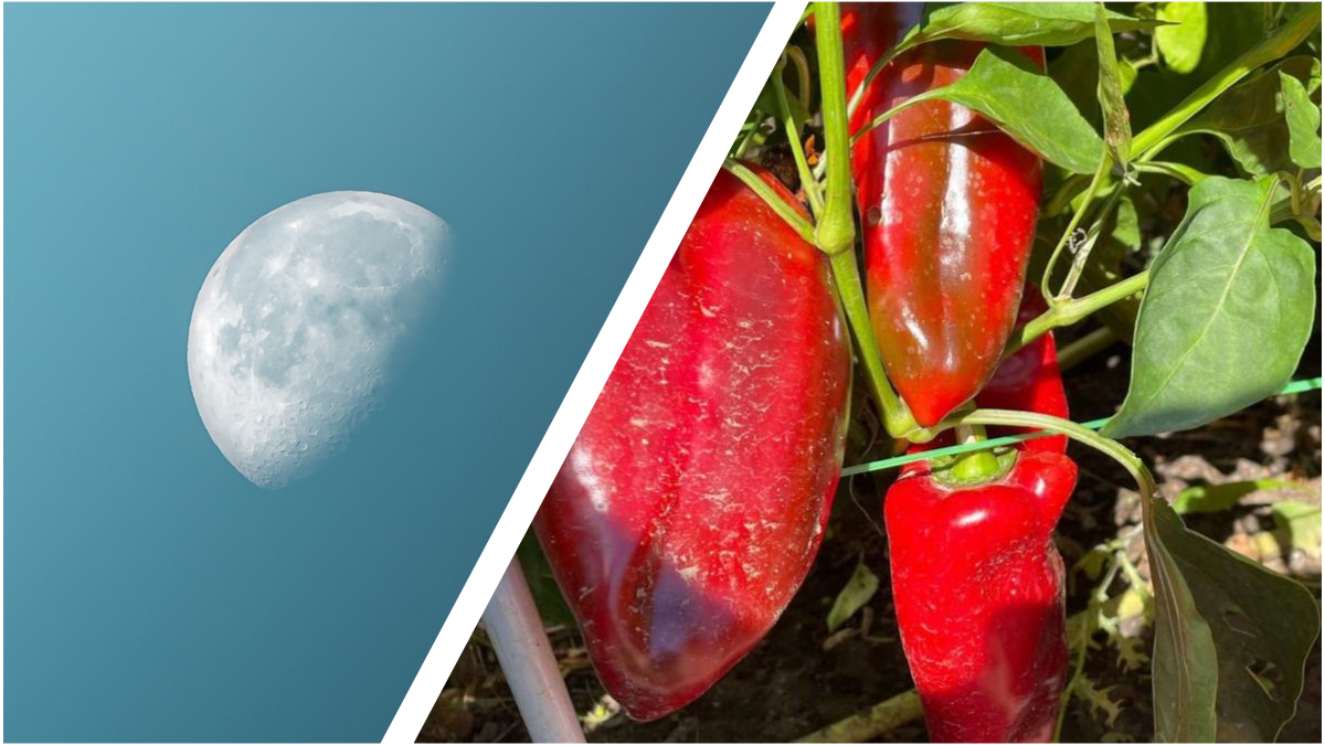  ������� �������� ������ �������� ��������� �������� 