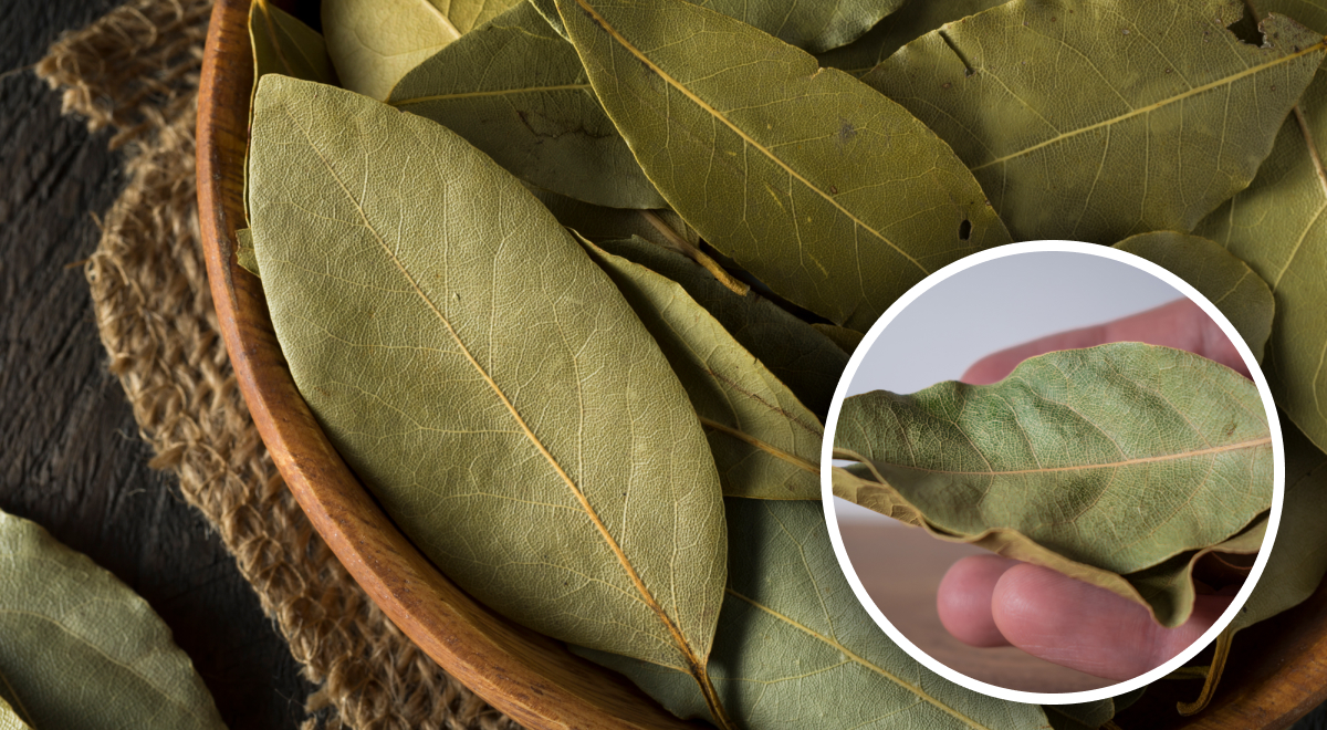  ������ �������� ���� ������������ �������� ��������� �������� 