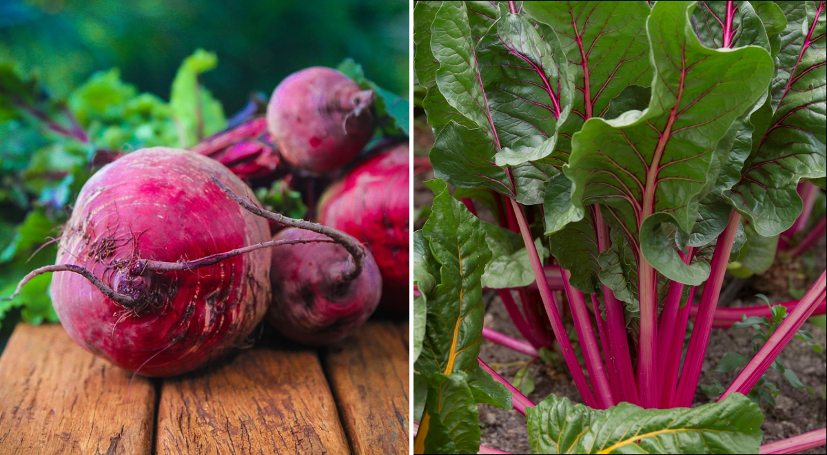 ����: glavred.info