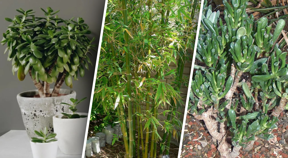  �������� ����� 2025 �������� ������� ���������� ��������� �������� 