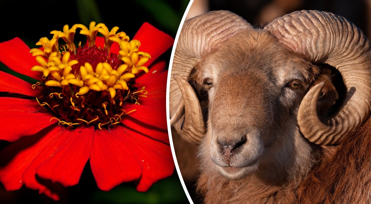 ����: glavred.info