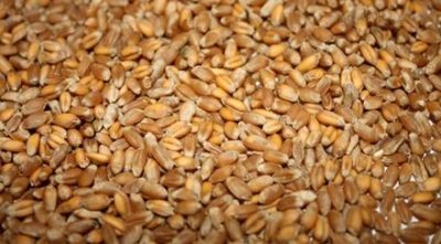 На Харьковщине на элеваторе погиб мужчина