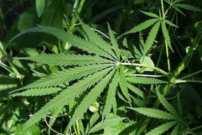 Марихуана Марихуана