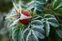 Мокрий сніг і заморозки повертаються: Київ охопить різке похолодання