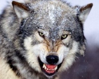 Волчица напала на сотрудницу зоопарка
