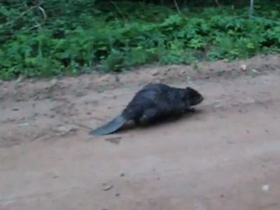 Часть Украины уходит под воду: откуда пришла беда