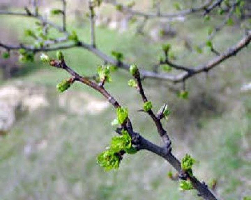 Засуха и небывалое тепло: синоптик предупредила об аномальной погоде весной