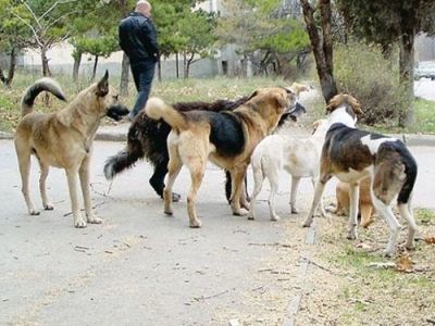 собаки собаки