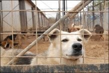 собака собака