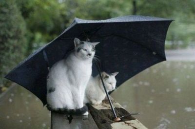 В Украине пройдут дожди с грозами