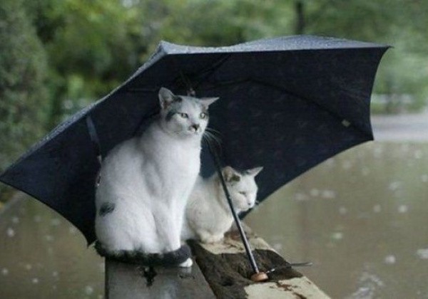 Украину зальет дождями: синоптики назвали даты