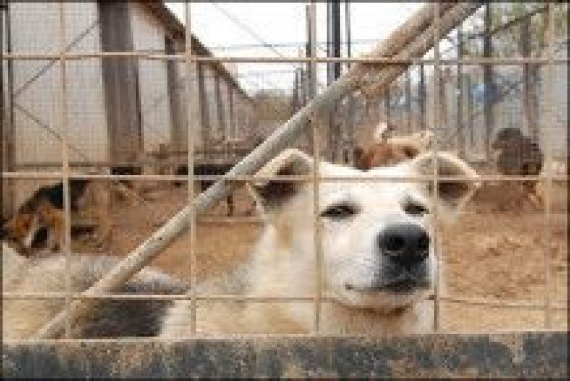 Животные в грязи и кормежка гнилой рыбой: на Житомирщине нашли концлагерь для собак