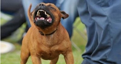 "Садисты" и "сволочи": в Донецкой области устроили жестокие собачьи бои