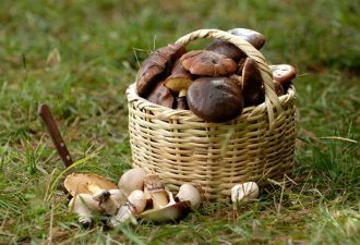 На Кировоградщине парень из-за грибов оказался в реанимации - Отравление грибами