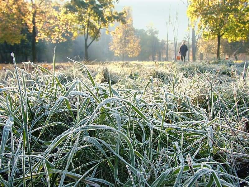 Заморозки в Украине — Названы области Украины, которым грозят сильные  заморозки