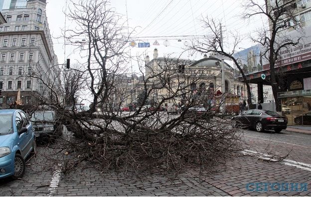 Дерево упало на машину фото