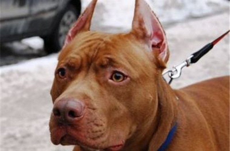 В Киеве на женщину с собакой натравили бойцовского пса
