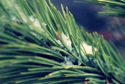 Синоптик спрогнозировала, что в воскресенье на Западной Украине ожидается весенняя погода Синоптик спрогнозировала, что в воскресенье на Западной Украине ожидается весенняя погода