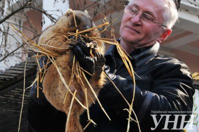 Львовский сурок Мишка Львовский сурок Мишка