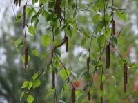 Київ накриє різке похолодання зі снігом: температура стрімко впаде