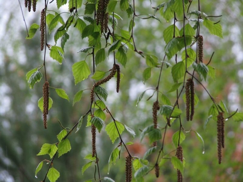 Київ накриє різке похолодання зі снігом: температура стрімко впаде