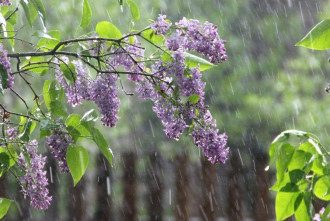 весна, дождь