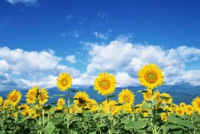 Какой будет погода в Украине и Киеве Какой будет погода в Украине и Киеве