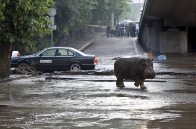 Наводнение в Тбилиси и сбежавший из зоопарка бегемот