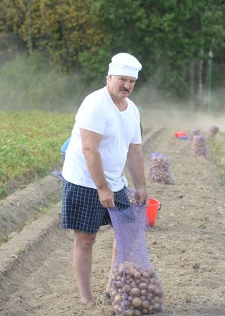 Лукашенко с сыном выкопали картошку и собирали арбузы: опубликованы фото