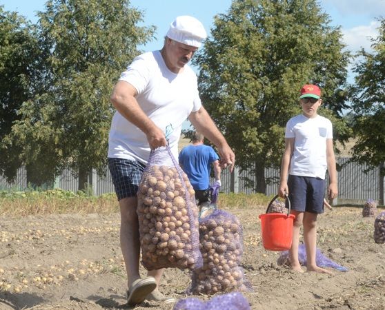 Лукашенко с сыном выкопали картошку и собирали арбузы: опубликованы фото