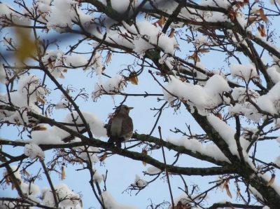 Украину завалит снегом: синоптик предупредил о резком похолодании