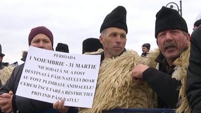 Румынские чабаны Румынские чабаны