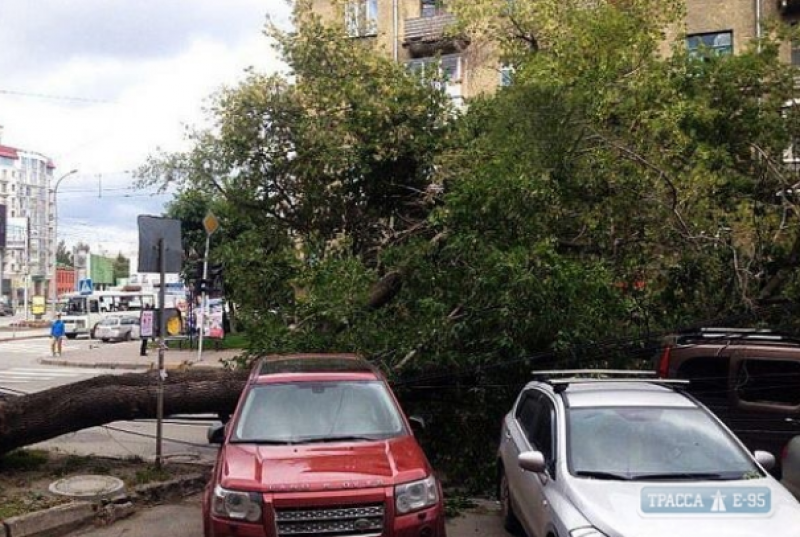 Поваленные деревья, поврежденные авто: в Одессе бушевал шквальный ветер, фото