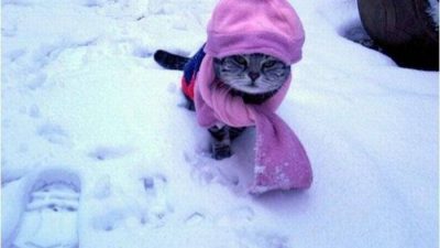 Кот на снегу, иллюстрация Кот на снегу, иллюстрация