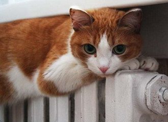 Геннадий Зубко сообщил, что на следующей неделе Кабмин одобрит начало отопительного сезона Геннадий Зубко сообщил, что на следующей неделе Кабмин одобрит начало отопительного сезона