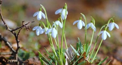 Народный синоптик спрогнозировал, что в Украине устойчивое потепление будет после 25 марта